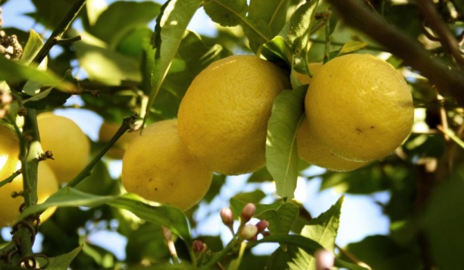 B&B Il Giardino di Gabri